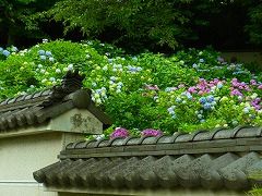 美しいあじさいの花咲く　妙楽寺を訪ねて