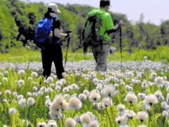 駒止湿原に『ワタスゲ』群生を見に行く