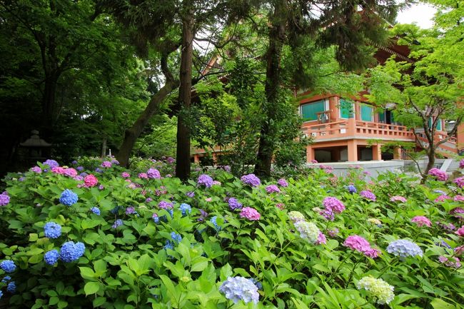 京都で紫陽花の名所といえば，三室戸寺，藤森神社，三千院などがまず思い浮かびます。<br />こういうところは当然訪れる人も多く，子連れで行くには大変なのです。<br />そこで，私が選んだのは智積院です。<br />意外な場所かもしれませんが，それなりに紫陽花が咲いているのです。<br />小さな子供を連れて行かれる方にはちょうど良いと思います。<br /><br />(作成中です)