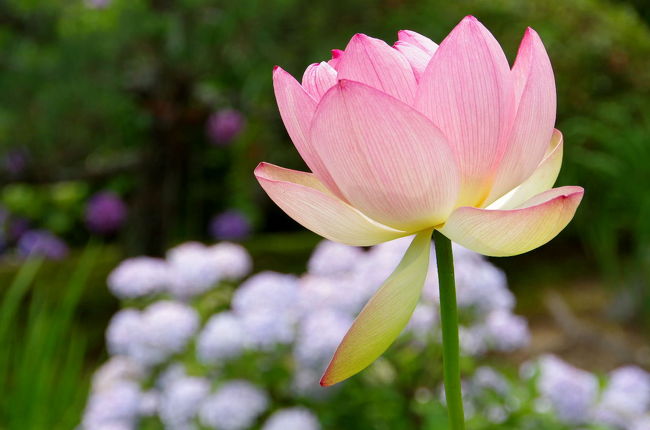 関西花の寺　第13番霊場　法金剛院<br />この季節は、花菖蒲、紫陽花、菩提樹、夏椿（沙羅双樹）が咲き、夏を告げるように蓮の花の開花も始まっていました。<br /><br />今年は大河ドラマ平清盛の関係で、待賢門院とかかわりのあるお寺という事で何時になく訪れる方が多いようです。<br />この日も受付を済ませてすぐ後にバスが到着し、一瞬冷や汗ものでしたが皆さんあっという間の拝観でお帰りになりいつも通りゆっくり過ごすことが出来ました。<br /><br />蓮の花はまだ咲きだしたばかりで盛りは７〜８月<br />花の寺に相応しく今日も沢山のお花を愛でることが出来ました。<br />可愛い虫たちとも出逢え素敵なひと時となりました。<br /><br />法金剛院<br />この寺の起こりは平安時代の初めに右大臣清原夏野（なつの）が山荘を寺に改めたこと。その後、大治5年（1130）に鳥羽天皇の中宮待賢門院（たいけんもんいん）が都の西方に極楽浄土を求めて壮麗な伽藍を建立し、法金剛院と号した。<br />ご本尊は丈六の阿弥陀如来座像（重文）　<br />木造厨子入十一面観音坐像は、手が四本ある珍しい像で、繊細豪華な金属工芸の装飾に飾られています。また、お厨子は退色も少なくとても美しいものです。<br /><br />本堂は以前から常時公開されていましたが、新たに地蔵堂も外からではありますが見学できるようになっていました。<br /><br />法金剛院の庭園は、平安時代鳥羽天皇の中宮待賢門院が極楽浄土として造園させた池泉回遊式浄土庭園で、中でも「青女の滝」は石立の僧林賢と静意の作で巨岩を並べた雄大なものです。<br />数少ない平安時代の庭園であり、発願者と作者がはっきりとし、その遺構がそのまま残っているのはとても貴重で、特別名勝に指定されています。<br /><br />今年の春は待賢門院の桜を愛でる方が例年以上に多かったそうです。<br /><br />拝観時間　9:00〜16:00<br />拝観料　500円<br />駐車場有　自家用車25台分　無料<br /><br />観蓮会　2012/7/14(土)〜8/5(日)　<br />拝観時間7:00〜16:00<br />拝観料　500円<br /><br />よろしければこちらもご覧くださいませ<br />デジブック「関西花の寺　法金剛院」<br />http://www.digibook.net/d/e2158f13b19986096d9dd964e24eb2c6/?viewerMode=fullWindow