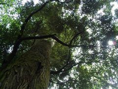 伊勢神社　　この巨木パワー沢山の人に届きますように。。。