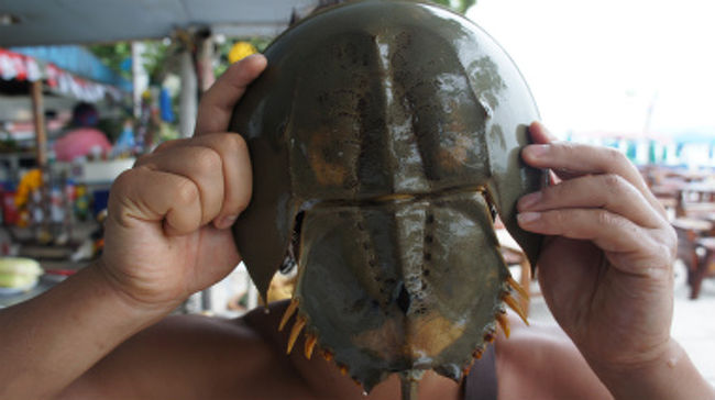 今回の珍味ミッション<br /><br /><br />タイで食べるという生きた化石カブトガニに挑戦したいと思う。<br />日本では天然記念物となっており、食べることは叶わない。<br />果たしてその味は如何に？<br /><br /><br /><br /><br />ブログ）地球のらくがき　http://ameblo.jp/tyblo/