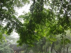 へっぽこ中国語で体当たり杭州　Day1 雨！雨！大雨！曲院風荷