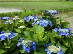 神奈川県開成町あじさい祭り