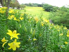 梅雨の晴れ間の花めぐり ☆(^_-)（可睡ゆりの園）