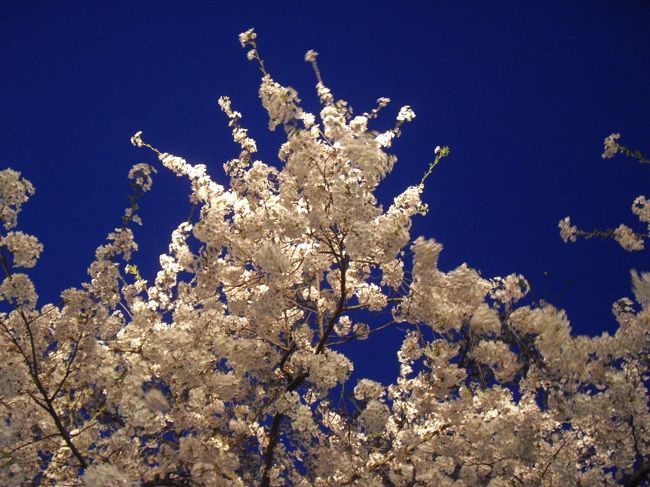 ６日目<br />午前中、路面電車で函館の湯の川周辺を散策し、その後ＪＲで青森へ。<br />だんだん宿を取るのが難しくなってきたがなんとか青森に宿が取れた。<br />夕方、弘前まで桜を見に行く。<br />桜がちょうど満開で、しかも今年は例年にない当たり年だそうで、弘前公園一帯の桜が同時に満開を向かえものすごく美しい桜群を見る事ができた。