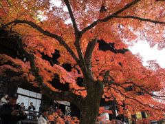 京都の紅葉巡りと街歩き2011秋　～気ばかり焦る京都案内