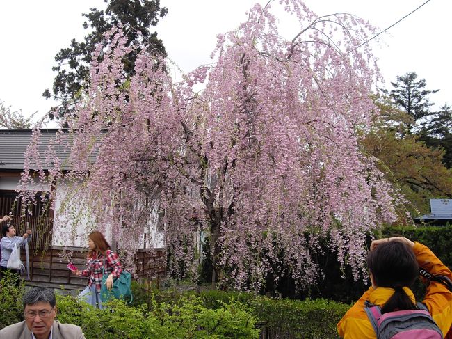 ８日目<br />しだれ桜が見れるといいなぁ〜と思い角館へ。<br />しかし、前日の暴風雨ですっかり花びらは落ちてしまい、葉桜になっていた。<br />