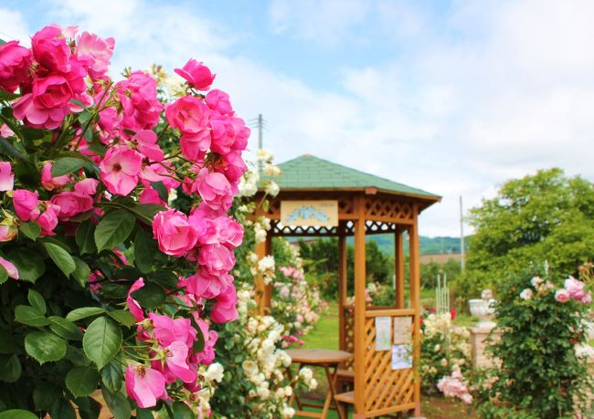 地元の情報番組で“福島市内の梨園でバラの花が見頃です”という特集をしていたよ♪<br /><br />“梨園でバラ~?♪”<br />ちょうど良い季節だからどこかに行きたいな~と思っていたところだったし…そうだ、お花大好きな母を連れて行ってあげよう♪<br /><br />サプライズ!にしたかったけど、つい「ねえねえ知ってる?梨園でね…」と母に話をしたら…もちろんく食いついた母。<br />“思い立ったが吉日~♪”…と、いきたかったのですがなかなか母と私の都合がつかず、そうこうしているうちにも花の見頃は過ぎて行く~っ<br /><br />そんなある日…<br />父と出かけて帰宅した母から耳を疑う一言が…<br /><br />「バラ見てきたよ~♪」<br /><br />信じられない…抜駆けされた…(T_T)<br /><br /><br />一緒に行こうとタイミングを待ってたのに~っ、もう誘ってあげないからね(-"-)…とりあえず一人でバラ見に行くぞ~っ!<br /><br />そんな矢先、追い打ちをかけるように嵐が~っ!!<br />ついてないよ~っ<br /><br />すごい雨&強風の夜から一夜明け…<br />きっと農園の地面はびちゃびちゃだろうけど、晴れ間も出たし、きっとバラももう終わりだろうし…<br />傷心のちゃむた、最後のチャンス!さぁ、出かけますよっ<br /><br /><br />気を取り直して…目指すは萱場梨(かやばなし)生産が盛んな福島市下野寺。『佐藤梨園』さんを目指しま~す!<br /><br /><br />