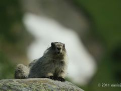 夏のアラスカ国立公園ドライブの旅　その４　～　キーナイ・フィヨルド国立公園編④　～