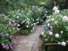 雨の紫陽花【後編】　奈良県大和郡山市～矢田寺～