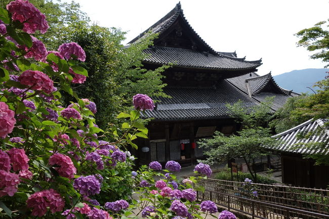 2012年の紫陽花の旅です。<br /><br />今年は、6月30日から7月1日の1泊2日の旅です。<br />6月30日に奈良に向かい、長谷寺、談山神社、久米寺を訪問。あじさいが元気に咲いていました。<br />7月1日は京都の黄檗山万福寺のあんまり咲いてないハス、三室戸寺のあんまり咲いていないハスとピークを過ぎた紫陽花、柳谷観音(楊谷寺)の元気な紫陽花を堪能しました。<br /><br />とりあえず1日目です。<br />6月30日は、5時49分坂出発のマリンライナーです。岡山でのぞみ108号に乗換して新大阪。大阪まで出て環状線で鶴橋へ近鉄に乗換えて特急で大和八木駅。普通に乗換え、長谷駅です。ここで8時55分。<br /><br />長谷駅の前でたまたまタクシーがいたので、タクシーで長谷寺に行きました。ワンメーターの距離ですというか、多分、上がる直前に精算ボタン押してくれました。いい人です。<br /><br />長谷寺から旅は始まります。<br /><br />写真は長谷寺<br /><br />