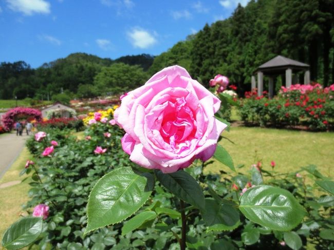 ５月末の「瀬戸内一人旅」から約１ヶ月･･･。<br />金銭的にも体力的にも復活していない状態でしたが･･･<br />新緑の東北へ１泊旅行に出掛けて来ました♪<br /><br />地震から１年以上経っても、まだまだ復興途中で地震の爪あとが<br />強く残る東北。旅行で訪れる人もずいぶん増えているとは言え･･･<br />地震前と同じ状態になるには、まだまだ時間が掛かると思います。<br /><br />今回、東北に旅行をする事で、少しでも復興の応援を出来たら<br />良いなぁ〜と言う思いは心の底にあるものの･･･<br /><br />「東北応援旅行」と言った気持ちで旅をした訳では無く････<br />新緑の時期の東北が大好きなので、旅先に選びました。<br /><br />この時期と言えば･･･「サクランボ」でしょっ♪<br />「サクランボ」と言えば･･･私の中では「山形」なんです！<br /><br />似た者同士、好奇心旺盛な友人との二人旅。休み＆予算の関係で<br />１泊２日の短い旅ですが･･･サクランボ＆御朱印＆温泉と、新緑の<br />東北をたっぷり楽しんで来る予定でした。でも友人がまさかの風邪！<br /><br />そんな事で、もう少しハードな旅になる予定････だったのですが、<br />今回は私にしては少し控えめな旅になりました。<br /><br />でも･･･御朱印もしっかり貰い、お腹いっぱいサクランボを食べ<br />体中から硫黄の香りを漂わせるくらい温泉にも入りました♪<br /><br />やっぱり東北地方って最高〜と実感した旅でした♪♪ <br />