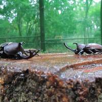 国営備北丘陵公園でちまきづくり・七夕飾り・カブトムシ☆神石高原ホテル泊