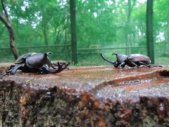 国営備北丘陵公園でちまきづくり・七夕飾り・カブトムシ☆神石高原ホテル泊