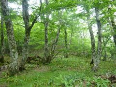 森に癒されて　大峰山八経ヶ岳に登る♪