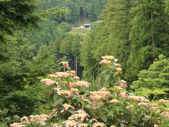 越生のあじさいづくしのハイキング（5）頂上まで上ったあじさい山公園───上に行けばいくほどいろんなあじさいが@