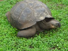 イースター・ガラパゴス旅行（８）グアヤキル～ガラパゴス