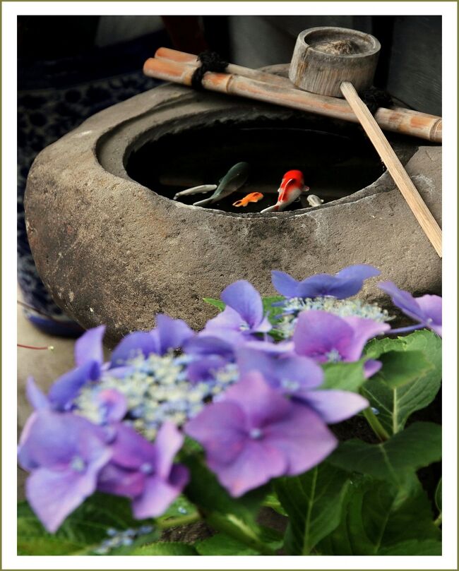 ■津和野、古い通りを彩る店先の紫陽花<br /><br /> 津和野は「つわぶきの生い茂る野」をその名のルーツにもつといわれる。遠い昔、山紫水明 のこの地に住みついた人々は、群生する「つわぶき」の可憐な花に目をとどめ、その清楚で高雅な風情に魅せられ、自分たちの住む里を「つわぶきの野」・・・ 「つわの」と呼ぶようになったという。<br /> その山陰の小京都「津和野」には、美しい殿町通りのほかに古い商店が建ち並ぶこの元町通りがあります。<br /> 古いたたずまいを残している通りの店先に紫陽花の花がポツンと置かれています。<br /><br />【手記】<br /> 愛飲しているユンケ○黄帝液、元気いっぱいオロ○ミンC!ファイト一発!リポビ○ンD!最近は黄帝やCを飲んでもDを飲んでも元気もファイトもイマイチでーす。<br /> 行動力がなくなったナ。原因を考えてみると…う〜〜ん、やっぱり歳なんですねー^^;。<br /> ・・・とかなんとか言いながら、またまた気がついたら岩国ICを下りて津和野まで行っていました。