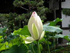 2012.7.7　　京都で蓮を見よう