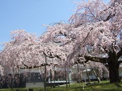 2012.4.8　見頃の桜を堪能　in　京都