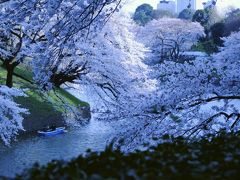 Japan　夜桜を愛でに千鳥ケ淵　～ミツバチばあやの冒険～