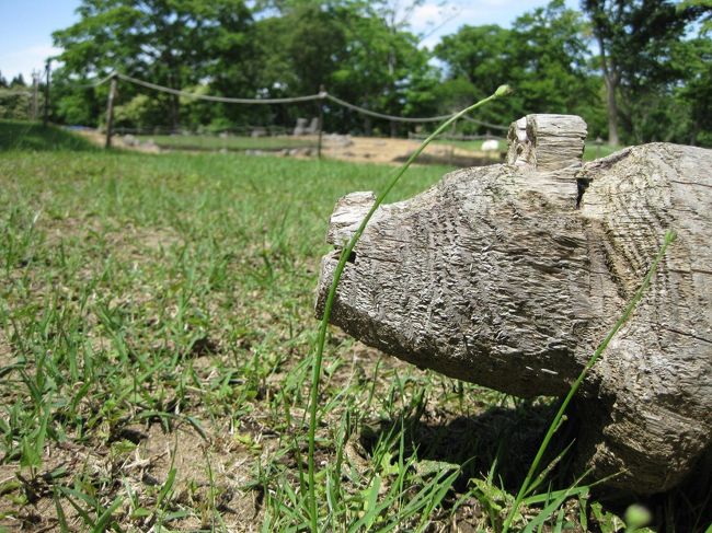 ●マイナーだけど貴重な遺跡～青森の縄文③小牧野遺跡●