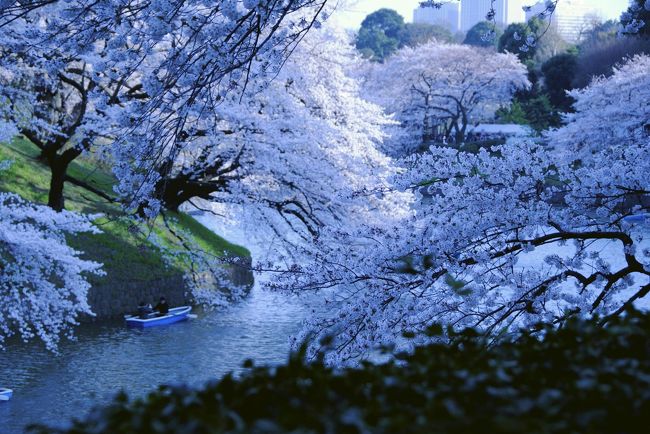 Japan　夜桜を愛でに千鳥ケ淵　～ミツバチばあやの冒険～