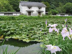 梅雨の晴れ間の花めぐり ☆(^_-)　（加茂花菖蒲園）