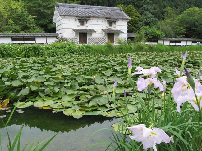 梅雨の晴れ間の花めぐり ☆(^_-)　（加茂花菖蒲園）