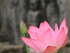 奈良　五月晴れの花寺めぐり