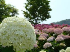 アジサイ　淡路島．国営明石海峡公園・初夏の花　