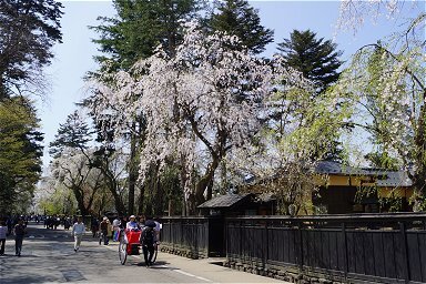 今年は春になるのが遅かったせいで、弘前の桜がＧＷに見られるという。それならばと訪問した北東北でした。<br />秋田空港から入って、弘前まで向かいました。<br /><br />ホームページで旅行記を掲載しています。<br />http://rokumaru.main.jp/japan/travelogue/12/stxtj01.html<br /><br />【写真】<br />角館の桜<br />武家屋敷の通りにしだれ桜が咲く。