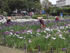 横須賀しょうぶ園　2012年