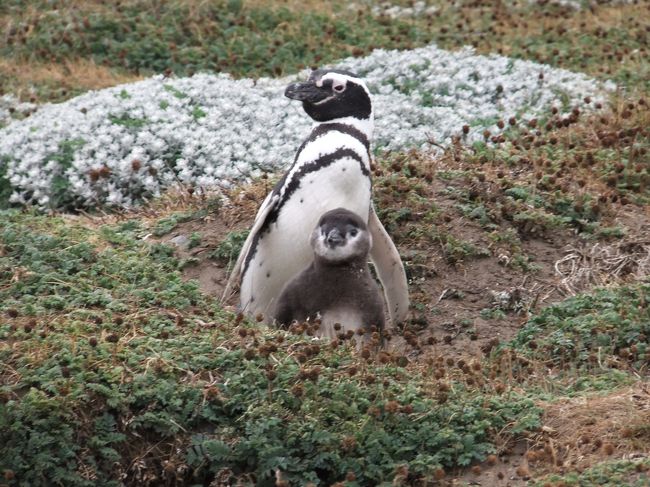 パイネ国立公園のあと、バスでプンタアレーナスへ。<br />そこから、午後（4時くらい？）出発の、ペンギン営巣地『イスラ・マグダレーナ』へ行く。<br />（交通手段だけオーガナイズしてくれる現地ツアー的なもの。その日の午前の申し込みで十分でした。）<br />