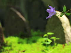 季節の花を求めて奈良へ