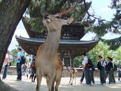 奈良公園