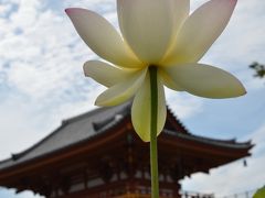 古刹の蓮 in Nara