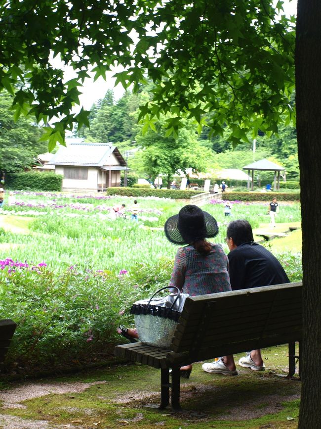 　越後平野も菖蒲の季節、あちこちでお祭りが開かれる季節になりました。今回は三条市の「しらさぎ森林公園」(http://www.city.sanjo.niigata.jp/eigyo/page00005.html)の「花菖蒲まつり」(http://www.city.sanjo.niigata.jp/eigyo/page00090.html)と咲花温泉(http://www.sakihana.jp/)に出かけて来ました。<br />　多少天候に不安がある週末でしたが、北陸道三条燕ICから信濃川を渡り、国道289号線から県道を走り栄地区の公園駐車場に何とかとめる事が出来ました。既に17日から「花菖蒲まつり」が始まってはいたのですが花の開花は五分咲き程度でした。多くの家族連れが菖蒲園の遊歩道を散策していました。私は数年ぶりに訪ねたのですが、ここの雰囲気はなんとなく落ち着き大好きな場所です。(数年前に改築された「しらさぎ荘」http://www.city.sanjo.niigata.jp/chiikikeiei/plant00001.htmlも何回か訪ねています)<br />　公園散策後三条市で開かれている「三条クラフトフェアｉｎ槻の森」(http://www.city.sanjo.niigata.jp/eigyo/page00081.html)を訪ね大いに楽しみました。会場から駐車場に向かう小道で野兎に遭遇、驚きました。<br />　会場を後に国道289号線から290号線で五泉市を通り咲花温泉に向かい、今回は「柳水園」(http://www.sakihana.jp/stay/ryusuien.html)さんにお世話になりました。 