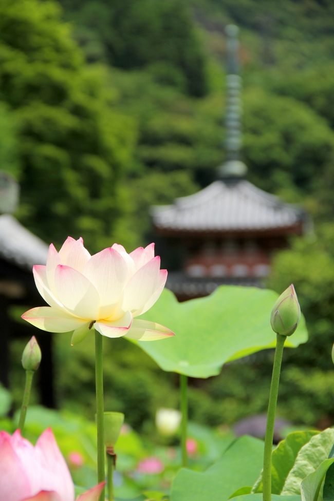 梅雨の晴れ間に宇治へと行ってきました。<br />まずは蓮が見頃を迎えた三室戸寺の写真をアップします。<br />