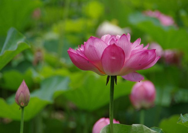 花菖蒲や睡蓮の花で華やかだった氷室池<br />そろそろ花蓮の開花も始まるはずと思い勧修寺へ出かけました。<br /><br />８日に一度出かけましたが、少し早かったので１５日に再訪しました。<br />今はきっと満開では・・・