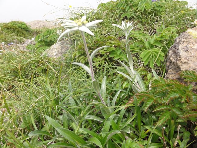 ７月１０日(火)３回目の早池峰へ行って来ました。<br />今回は、花の観察が主目的です。<br />園芸植物は多少名前が解りますが、高山植物はほとんど解りません。<br />間違っていたら、ご指導願います。