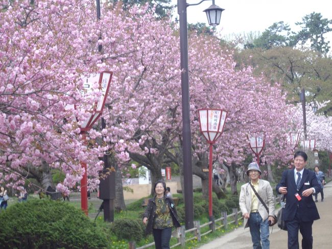 　中央アジアとヨーロッパのハードスケジュールの桜旅から帰国して間もなく、５月８日に一泊旅行で弘前の桜を訪ねた。<br />　弘前の観光案内所に問い合わせると、今年は春の到来が遅かったので、大型連休明けでも充分桜は楽しめるとの事だった。<br />　日本の桜の資料ややインターネットで調べると弘前には日本一幹が太い染井吉野があるのを知っていた。<br />　８日、ＪＲのジパング倶楽部の３０パーセント割引を使って午後９時過ぎに長岡を出て新潟から羽越線経由で秋田乗り継ぎで弘前に着いたのは午後６時を過ぎていた。<br />　以前は新潟から直通の特急があったが現在はない。時間的には上越新幹線で大宮から東北新幹線で行った方が早いのだが、二倍近くの費用がかかるのでケチっだのだ。<br />　繁華街のビジネスホテルで一泊し、９日の午前中に日本で名高い桜の名所、弘前公園を訪れた。午前中だけの観桜である。<br />　嬉しいことにこの有名な桜公園の入場は無料である。（弘前城本丸入場は有料）<br />　公園内には到る所に案内所があり、ボランテアの人が優しく応対して下さった。清潔なトイレも沢山ある。いかに、弘前市が市民挙って観光に力を入れているかが伺えた。<br />　残念ながら、染井吉野は殆ど散っていたが、八重桜や枝垂れ桜が満開だった。（それを観にくる観光客もいるのだそうだ）<br />　私が訪ねたかった日本一幹が太い染井吉野は本丸近くの右手にあった。<br />　凄い、威風堂々として、神々しくさえ思えた。幹の太さが５メートル３０センチ余りで高さが約１０メートルあるのだそうだ。明治１５年に植えられたらしい。染井吉野の寿命は８０年位と言われている。１５０年も、幹を太らせ枝も折れずに大樹になったのは手入れがよく、可愛がってきた成果である。いつまでも花を咲かせくれる事を祈った。<br />