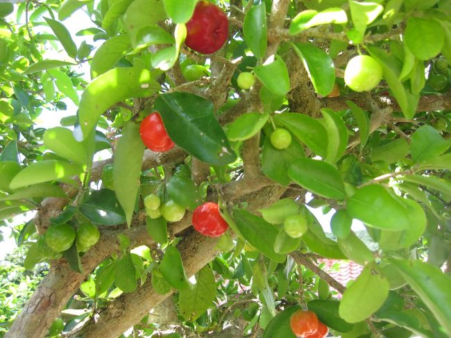 沖縄はアセローラ栽培の北限。<br />1958年にヘンリー仲宗根氏が8本の挿し木を持ち込んで以来、沖縄でアセローラが栽培されており、1982年からは本部で本格的にアセローラ栽培が始まっている。<br />