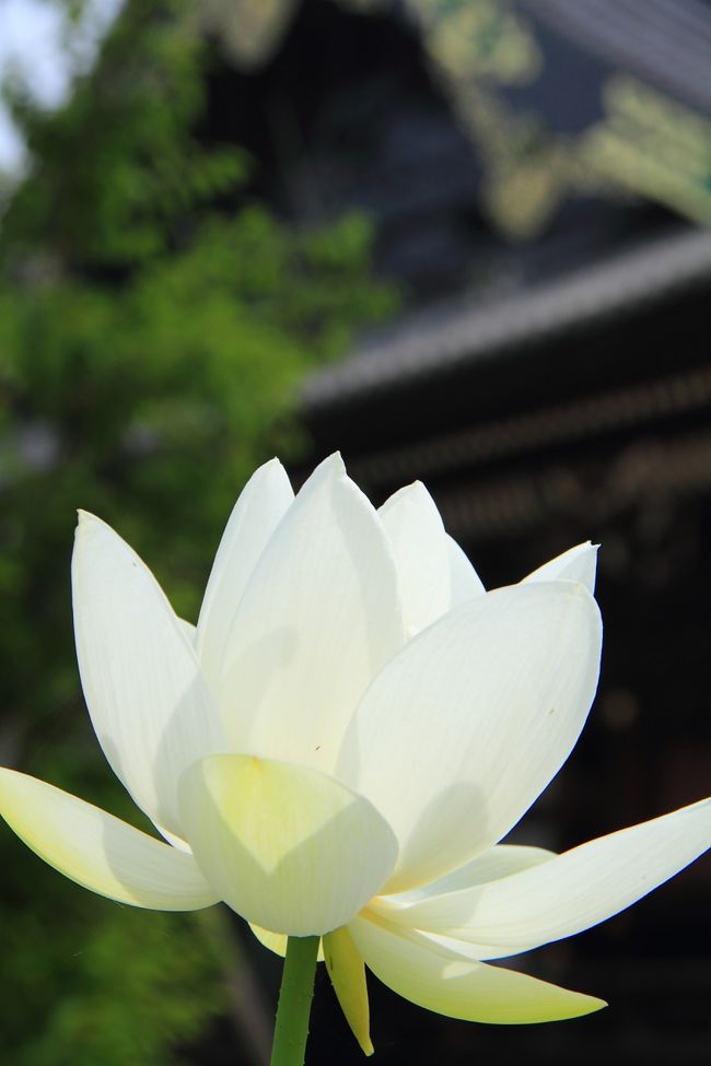 今週は天気予報が曇りだったので蓮を見に行くのを躊躇していたけど、天気が良くなって来たので津の高田本山へ行ってみました。