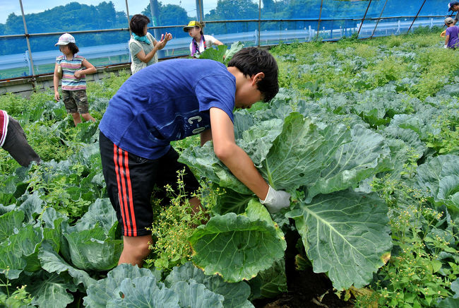 自他共に認める国際都市横浜にありながら農業の盛んな泉区。<br />JAも色々考える処があるようで、生産者と消費者をその文言以上に結び付けたいらしい。<br />今年の夏もJA横浜主催の『Foodで風土』が催された。<br />地元の農家を知る機会として昨年も相鉄主催の同様の催しに参加したが、今年も家族で参加した。<br />こういう催しに参加すると、改めて農業の基本は土だと思い知る事ができる。<br />横浜の農業は規模は小さいかもしれないが、その質は侮れない。<br /><br />収穫という農業の一番オイシイ処だけを体験する催しだが、それでも自宅近所の農家の苦労は少し解ったような気がする。<br /><br />■前年秋の野菜収穫体験<br />http://4travel.jp/traveler/taxnax/album/10622321/