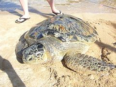 ③船でウミガメの島へ＆スランガンのレストラン（バリ島 ｄｅ　２０日間）