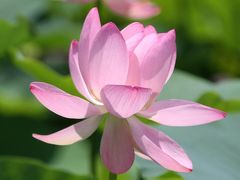Solitary Journey ［1072］ 二千年ハス、淡く優しいピンク色の花弁が、とても心を穏やかにしてくれました。＜荒神谷遺跡公園＞島根県斐川町