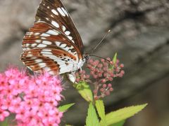 長野新幹線に乗って茶臼山動物園までレッサーパンダ詣（2）動物園の花物語～あじさいの小径ほか～