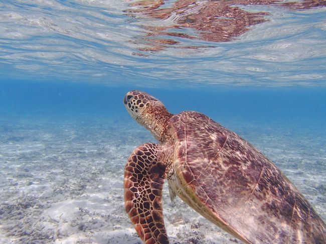 ウミガメと泳ぎたい！<br />船酔いが不安でずっと避けていた慶良間諸島（座間味島と阿嘉島）へ行くことにしました。<br /><br />座間味島では、古座間味ビーチと阿真ビーチへ<br />ホテルは【ヴィラタイプの宿　風】<br /><br />阿嘉島では、ニシハマビーチと、阿嘉ビーチへ<br />ホテルは【ラグーン315】